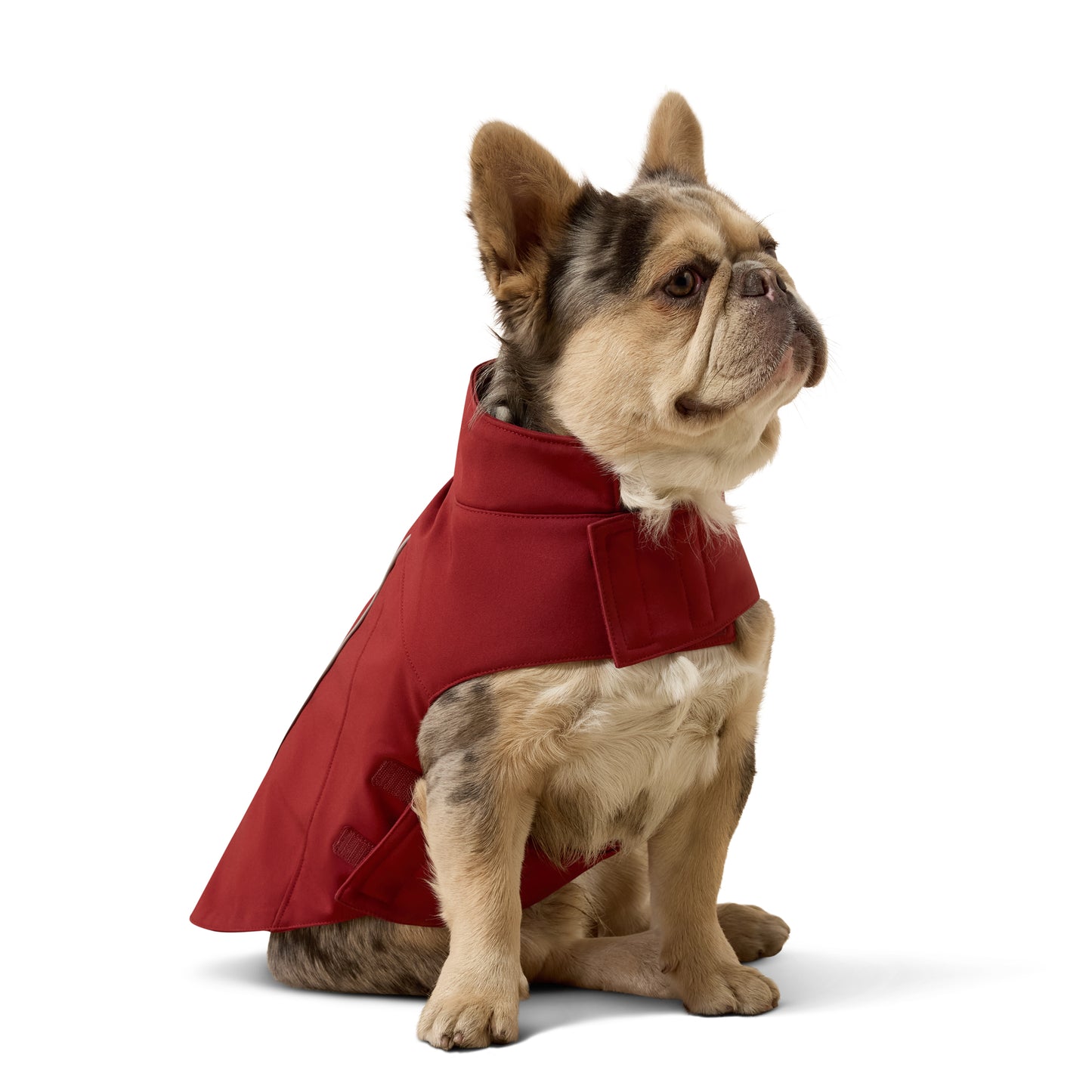 Ariat ACC Team Syrah Leopard Softshell Dog Jacket 10079890